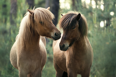 Pferdefreunde, Isländer Brandenburg